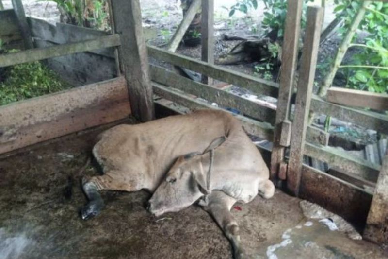 12 sapi bantuan Baznas Siak terjangkit penyakit mulut-kuku