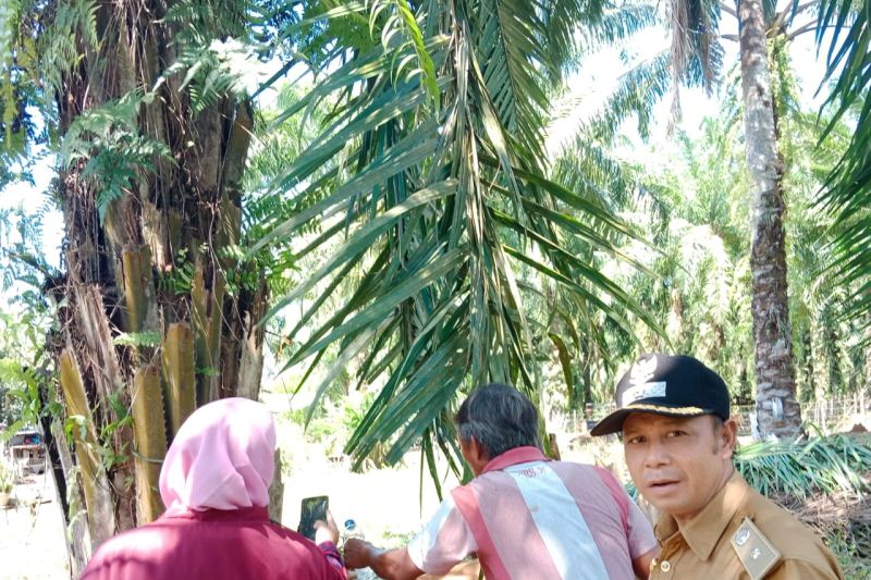 377 ternak di Mukomuko sembuh dari PMK 377 ternak di Mukomuko sembuh dari PMK