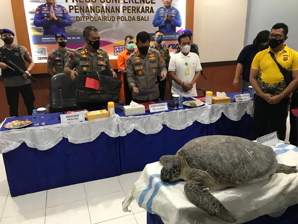 Ditpolairud Polda Bali gagalkan penyelundupan penyu hijau Ditpolairud Polda Bali gagalkan penyelundupan penyu hijau