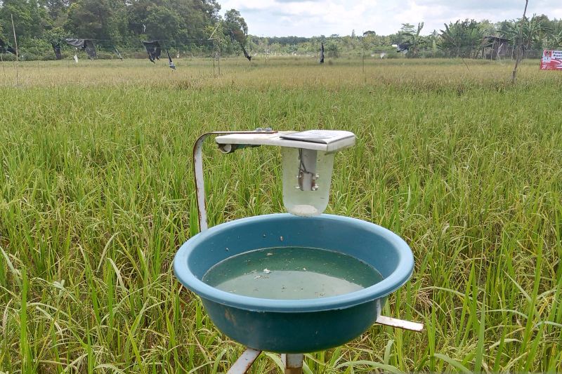 Pemkab Belitung dorong petani sawah kurangi penggunaan pestisida