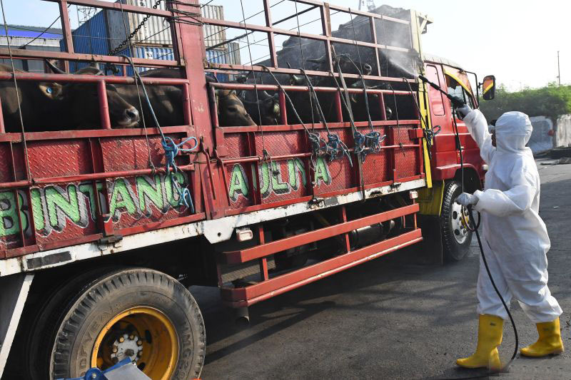 DKI upayakan tak ada kasus baru PMK melalui vaksinasi hewan