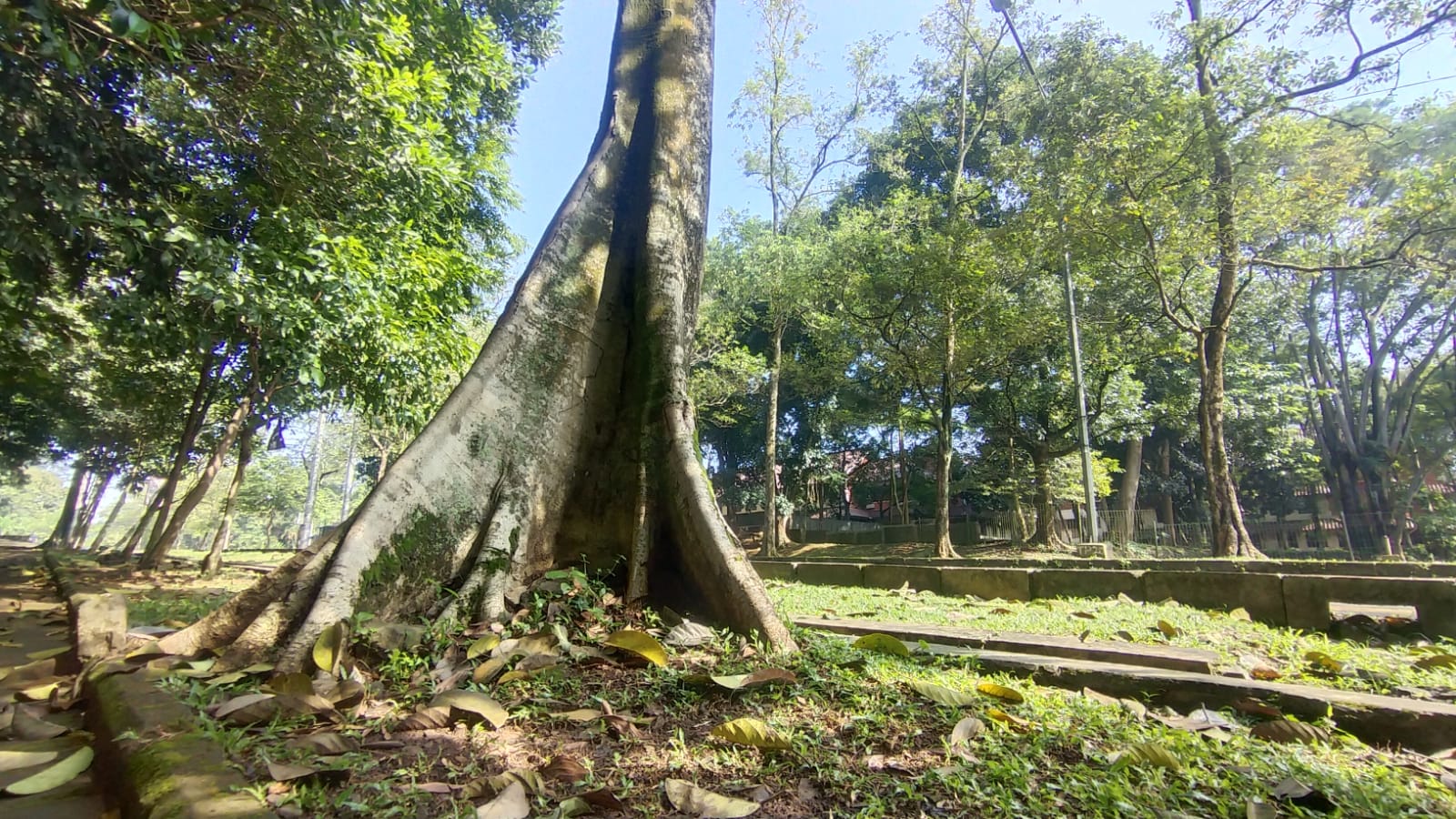 DPRD Kota Depok setuju bahas Raperda Perlindungan Pohon