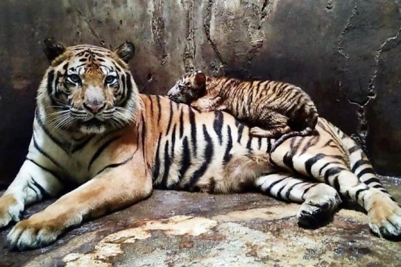 Serulingmas tutup sementara setelah karyawan tewas diserang harimau