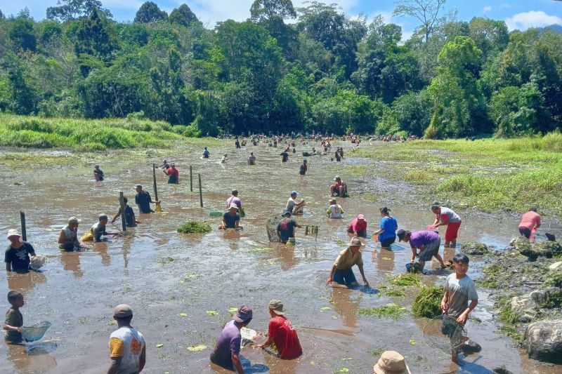 Tradisi panen ikan di Pisak Bengkayang sambut Paskah