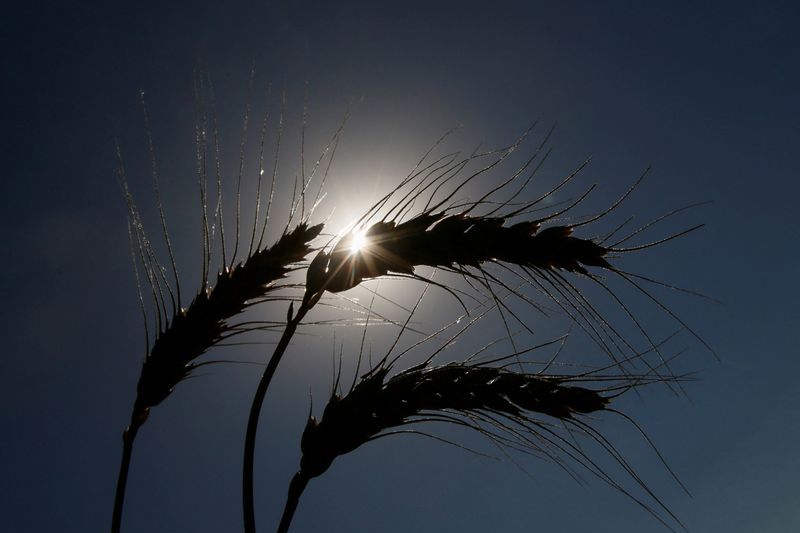 Kelompok bantuan: Atasi krisis pangan jangan singkirkan Rusia dari G20