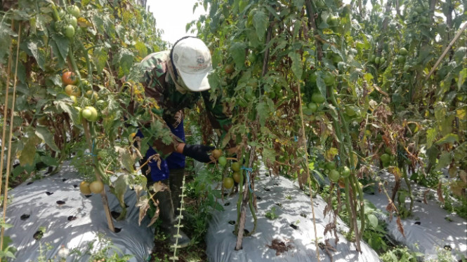 Harga tomat anjlok, petani lereng Merbabu merugi jutaan rupiah Harga tomat anjlok, petani lereng Merbabu merugi jutaan rupiah