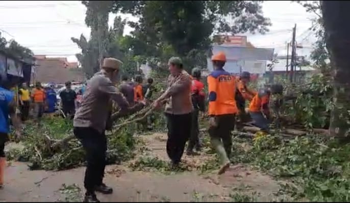 Angin kencang, belasan pohon di Kudus tumbang Angin kencang, belasan pohon di Kudus tumbang