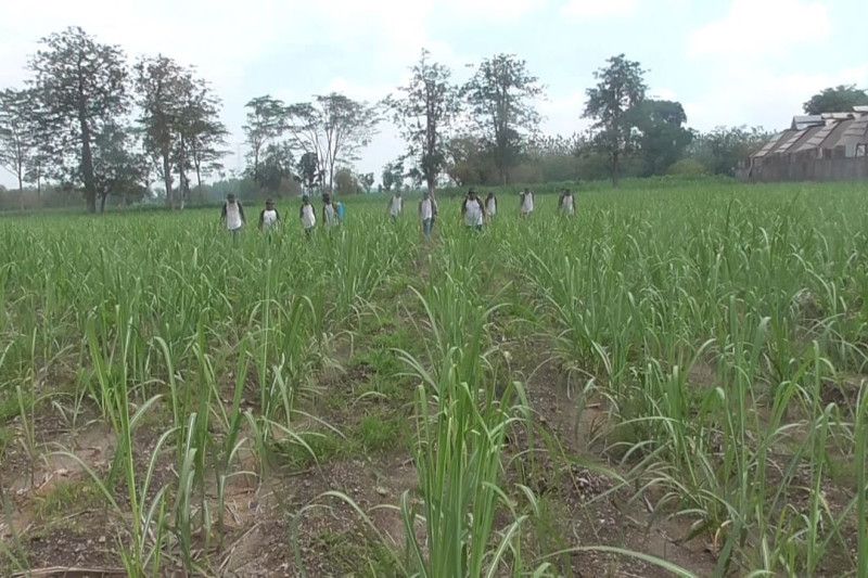 Produksi gula dan tebu di Jawa Timur tertinggi nasional