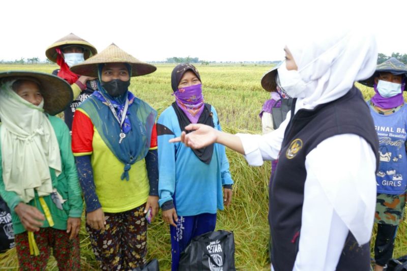 Gubernur Jatim pastikan produksi beras surplus hingga akhir 2022 Gubernur Jatim pastikan produksi beras surplus hingga akhir 2022