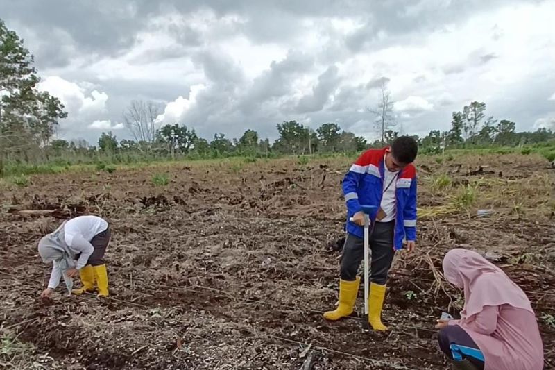 Pertamina Dumai dan BPTP Riau tanam sorgum di lahan gambut Pertamina Dumai dan BPTP Riau tanam sorgum di lahan gambut