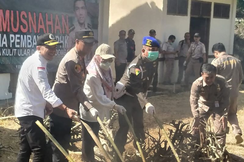 570 Lembar kulit ular dimusnahkan Balai Karantina Pertanian Lampung 570 Lembar kulit ular dimusnahkan Balai Karantina Pertanian Lampung