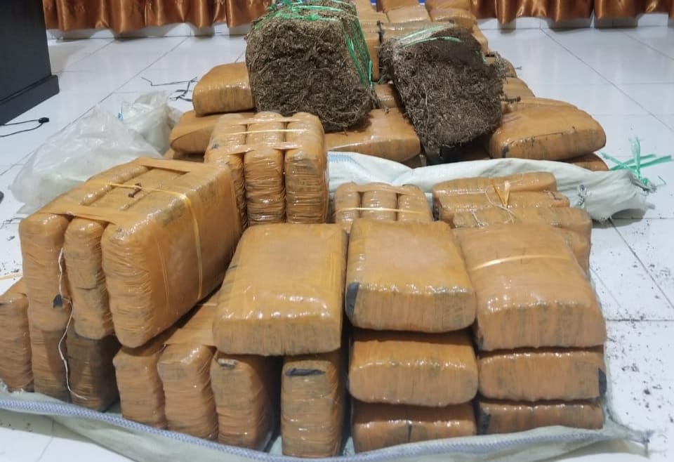 DPO narkoba ditangkap, 147 kg ganja ikut diamankan DPO narkoba ditangkap, 147 kg ganja ikut diamankan
