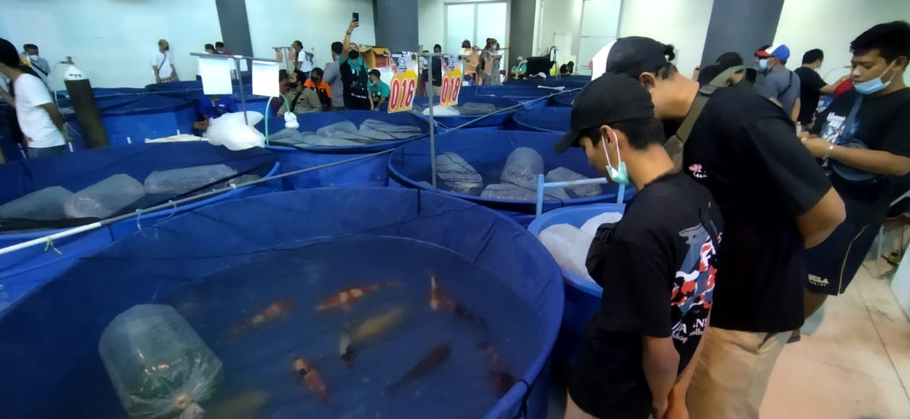 Pertama di Indonesia, Kediri jadi tuan rumah All Indonesia Koi Show 2023 Pertama di Indonesia, Kediri jadi tuan rumah All Indonesia Koi Show 2023