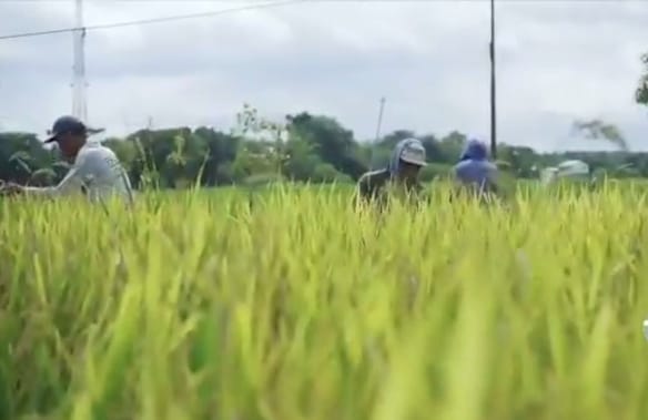 Ekonom sebut istilah kelangkaan pupuk subsidi kurang tepat Ekonom sebut istilah kelangkaan pupuk subsidi kurang tepat