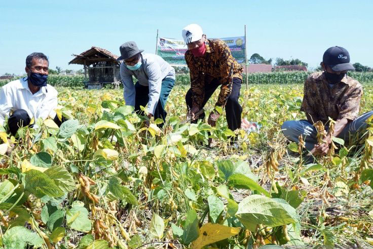 Kementan upayakan perbaikan standarisasi kualitas kedelai lokal
