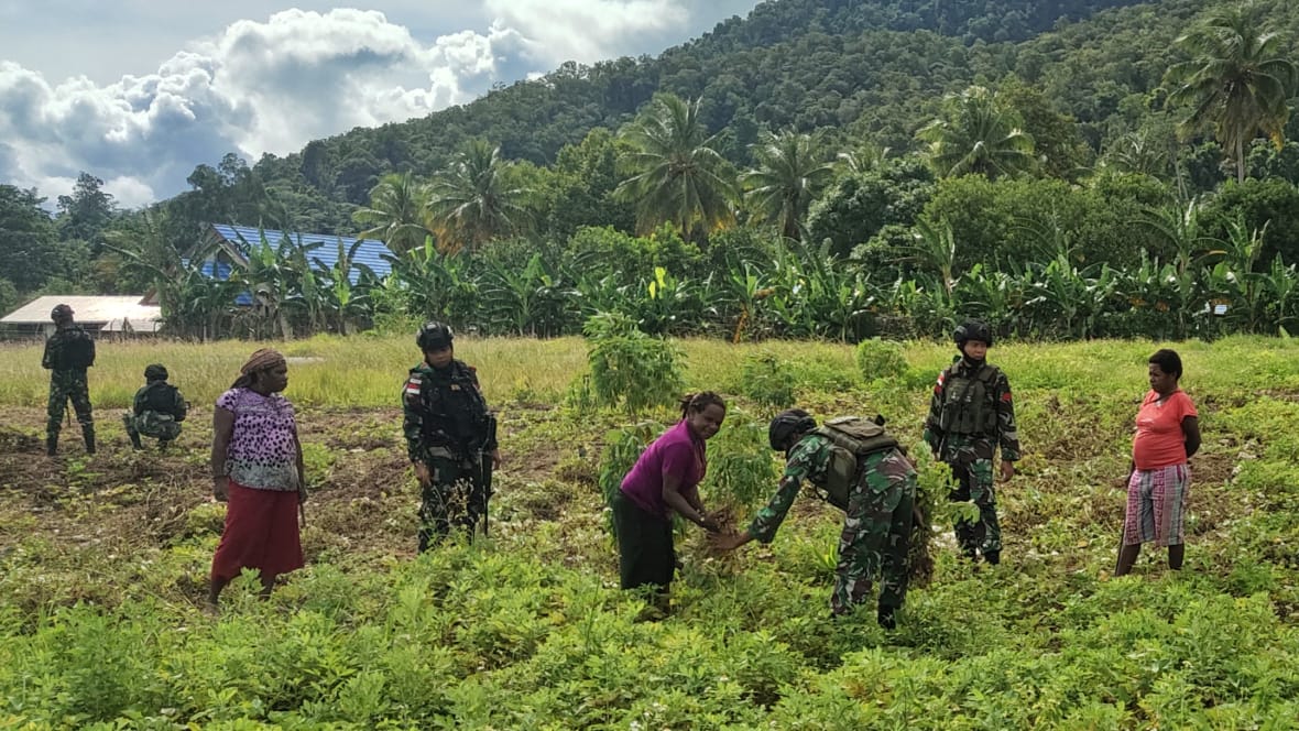 Tingkatkan ekonomi warga, Satgas Kodim Yalimo RK 751/VJS panen kacang tanah  Tingkatkan ekonomi warga, Satgas Kodim Yalimo RK 751/VJS panen kacang tanah Â