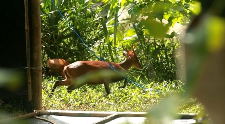 Pelepasliaran belasan kijang tambah populasi di TN Meru Betiri Pelepasliaran belasan kijang tambah populasi di TN Meru Betiri