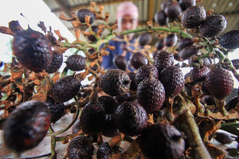 Jernang Aceh, bahan obat herbal yang dicari-cari di China