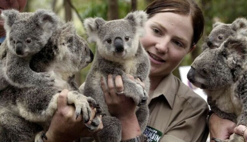 Australia tambah anggaran untuk lindungi koala Australia tambah anggaran untuk lindungi koala