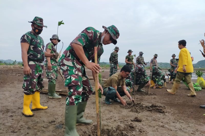 Pohon bakau ditanam di Kuta Mandalika