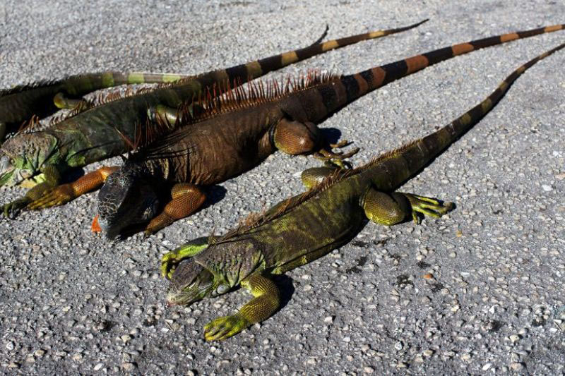 Suhu di Florida AS sangat dingin, iguana berjatuhan dari pohon