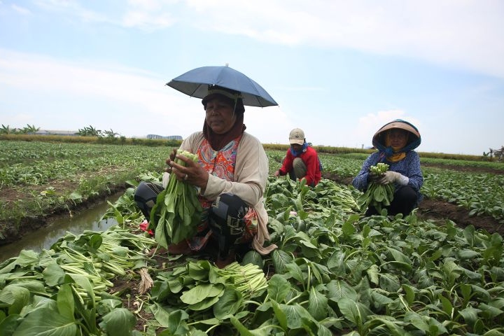 Sayur mayur di Tangerang terancam gagal panen akibat banjir