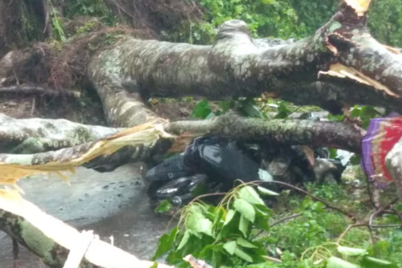 BPBD NTT: Pelajar di Manggarai tewas akibat tertimpa pohon tumbang BPBD NTT: Pelajar di Manggarai tewas akibat tertimpa pohon tumbang