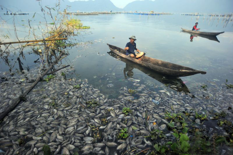 Kematian massal ikan menimbulkan polusi udara di Danau Maninjau