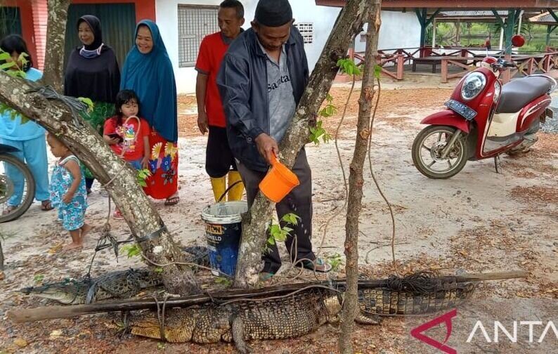 Buaya diduga gigit Ketua DPRD Bangka berhasil ditangkap Buaya diduga gigit Ketua DPRD Bangka berhasil ditangkap
