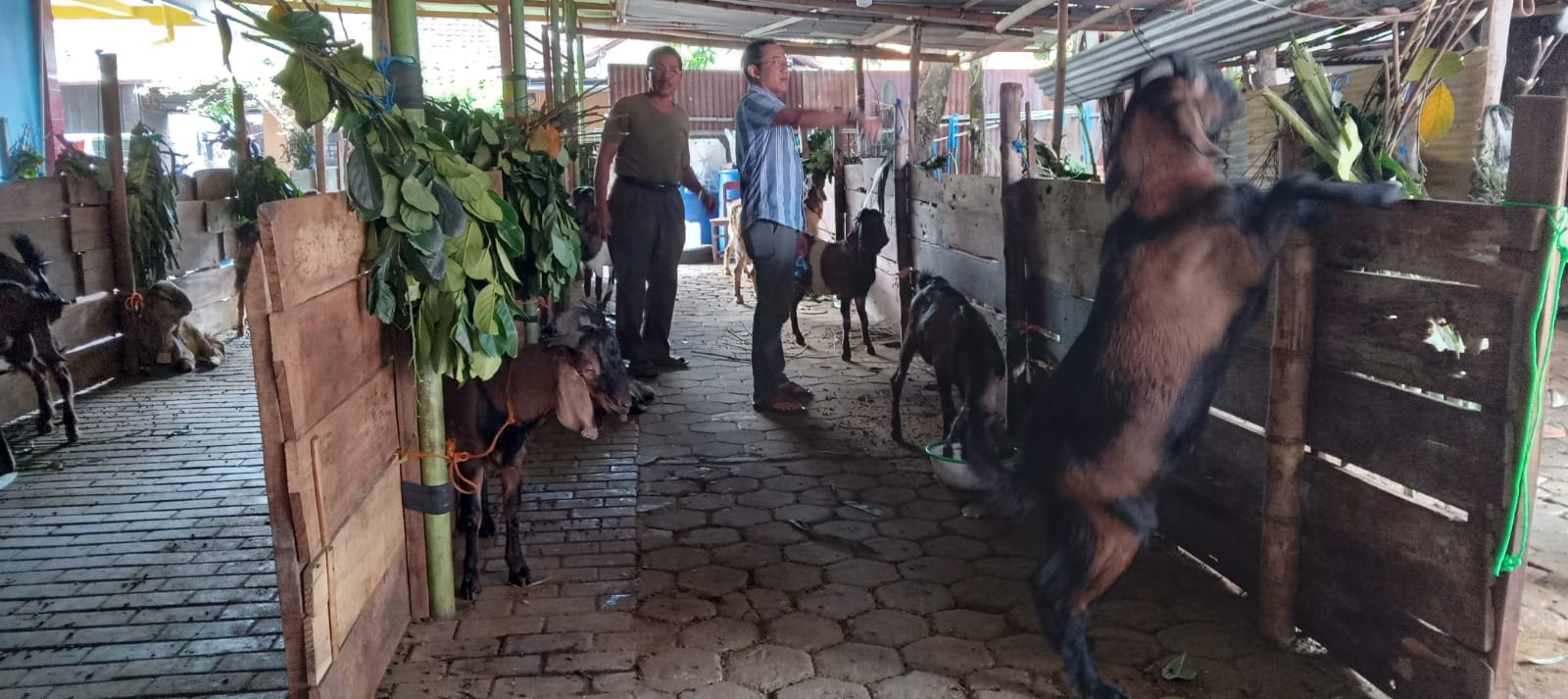 Pelapak kambing kurban di Sukoharjo tidak terdampak PMK Pelapak kambing kurban di Sukoharjo tidak terdampak PMK