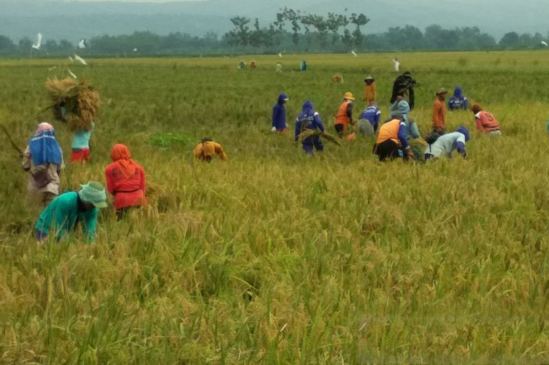 Dinas Pertanian Kudus gencar sosialisasikan asuransi tanaman padi