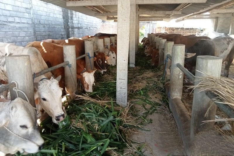 Petugas temukan cacing hati pada ratusan hewan kurban di Bantul Petugas temukan cacing hati pada ratusan hewan kurban di Bantul