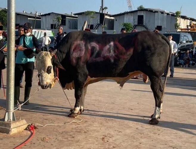 Dikomentari, kurban sapi hitam Gubernur Anies bernomor 024