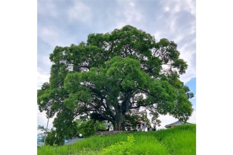 Badan warisan budaya Korea akan tinjau pohon hackberry drama EAW Badan warisan budaya Korea akan tinjau pohon hackberry drama EAW