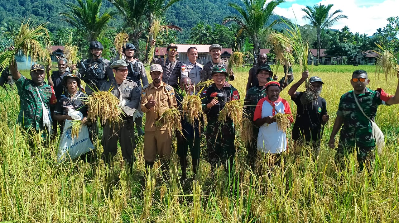 Dukung ketahanan pangan, Satgas Pamtas Yonif 126/KC bantu warga panen padi