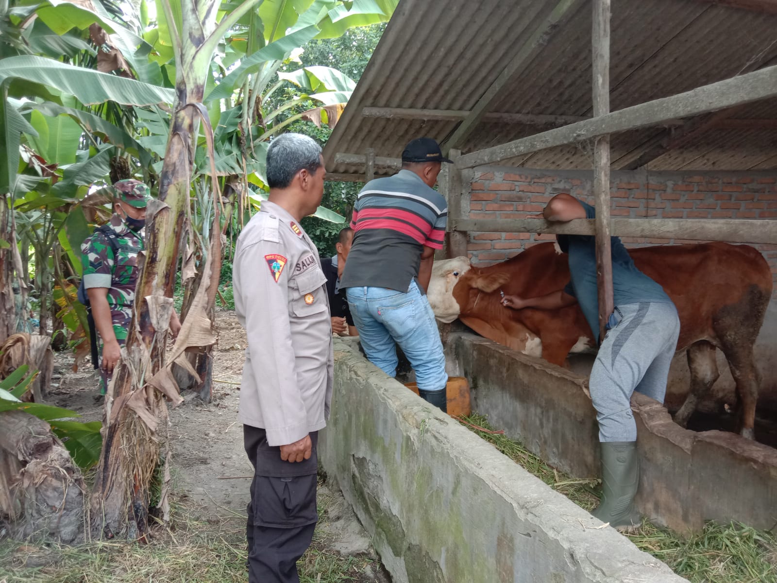 Kapolsek Secanggang dampingi petugas keswan vaksinasi ternak sapi Kapolsek Secanggang dampingi petugas keswan vaksinasi ternak sapi