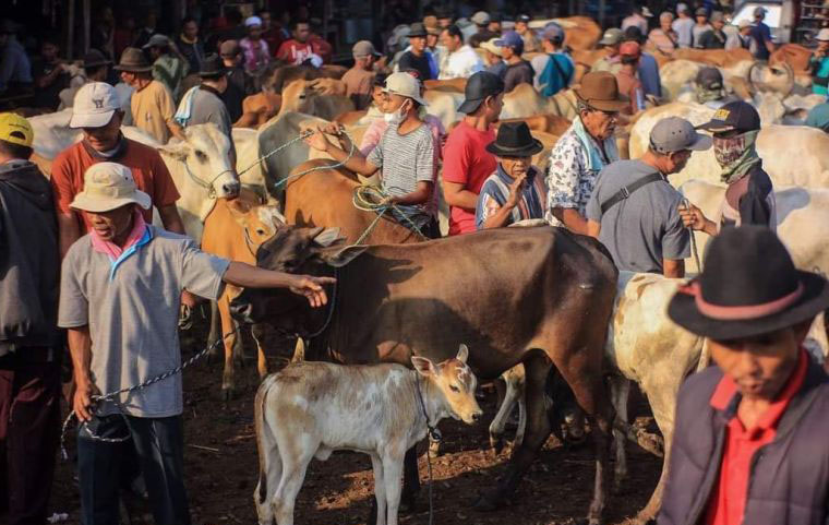 Musala di Bukittinggi gagal kurban karena ditipu penjual ternak