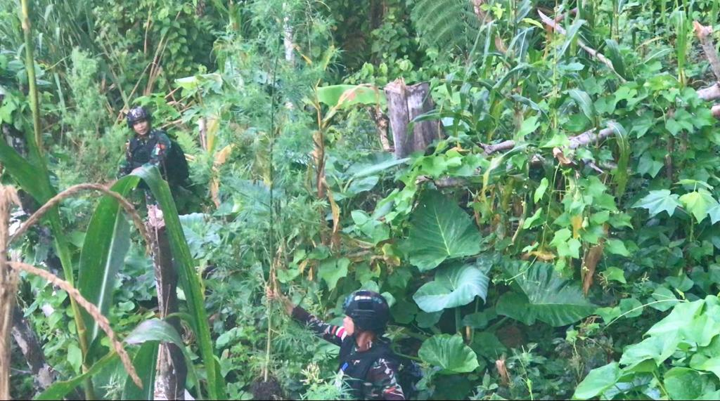 Satgas Yonif 126/KC temukan ladang ganja seluas 5 hektar di perbatasan RI-PNG Satgas Yonif 126/KC temukan ladang ganja seluas 5 hektar di perbatasan RI-PNG
