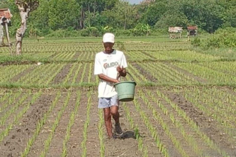 Petani Probolinggo diimbau gunakan pupuk kandang saat subsidi dicabut Petani Probolinggo diimbau gunakan pupuk kandang saat subsidi dicabut