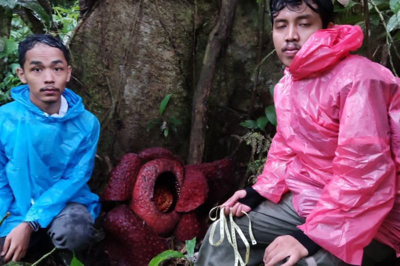 Dua individu raflesia ditemukan mekar sempurna di Agam Dua individu raflesia ditemukan mekar sempurna di Agam