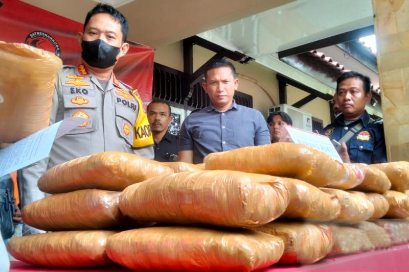 Polresta Jambi sita 45,7 kilogram ganja senilai Rp130 juta Polresta Jambi sita 45,7 kilogram ganja senilai Rp130 juta
