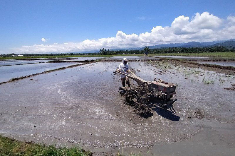 Sulteng pertahankan padi ladang bantu ketahanan pangan daerah Sulteng pertahankan padi ladang bantu ketahanan pangan daerah