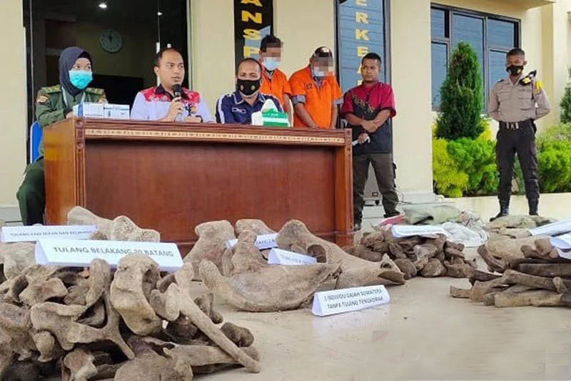 Pegiat konservasi satwa prihatin masih adanya perburuan tulang gajah