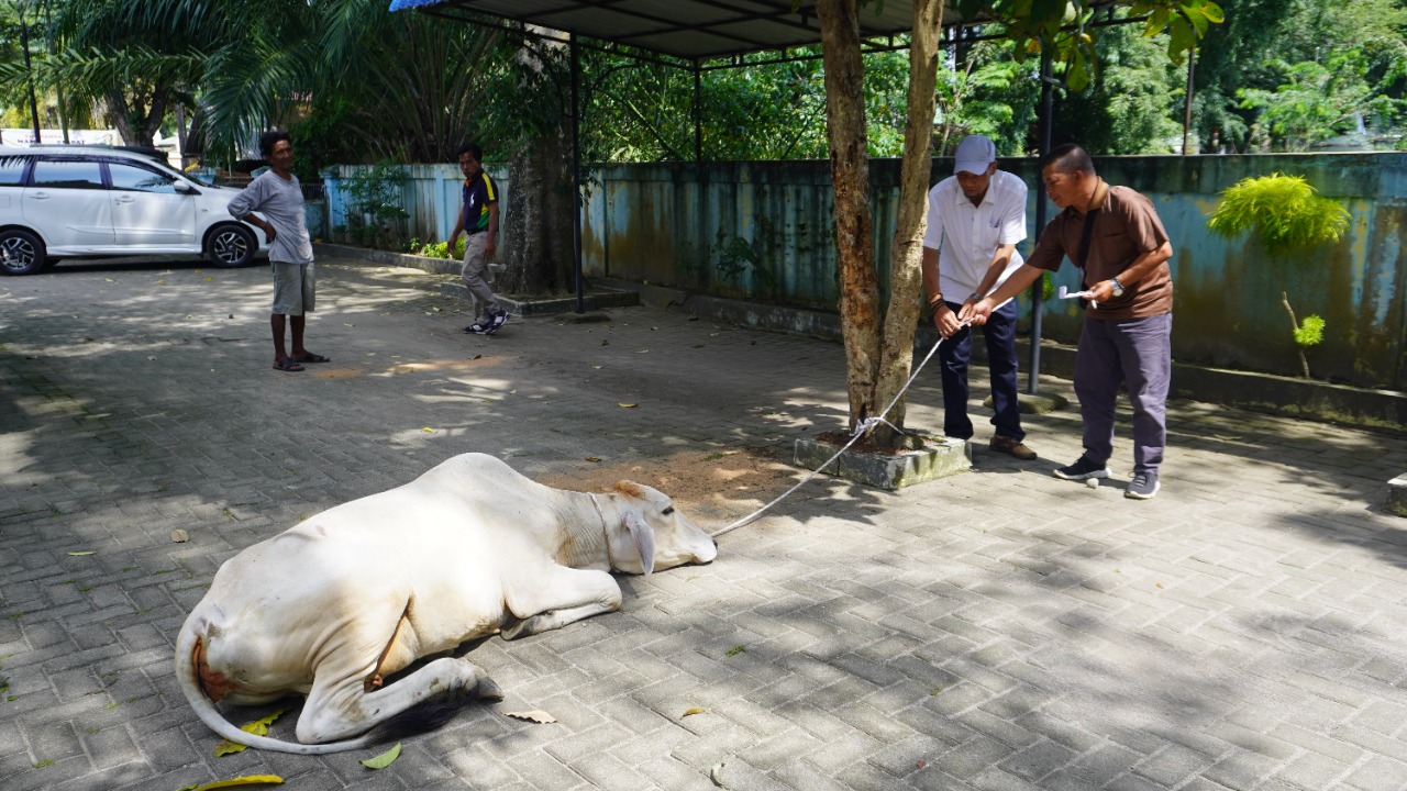 Mantan Bupati Langkat serahkan hewan kurban ke PWI Langkat Mantan Bupati Langkat serahkan hewan kurban ke PWI Langkat