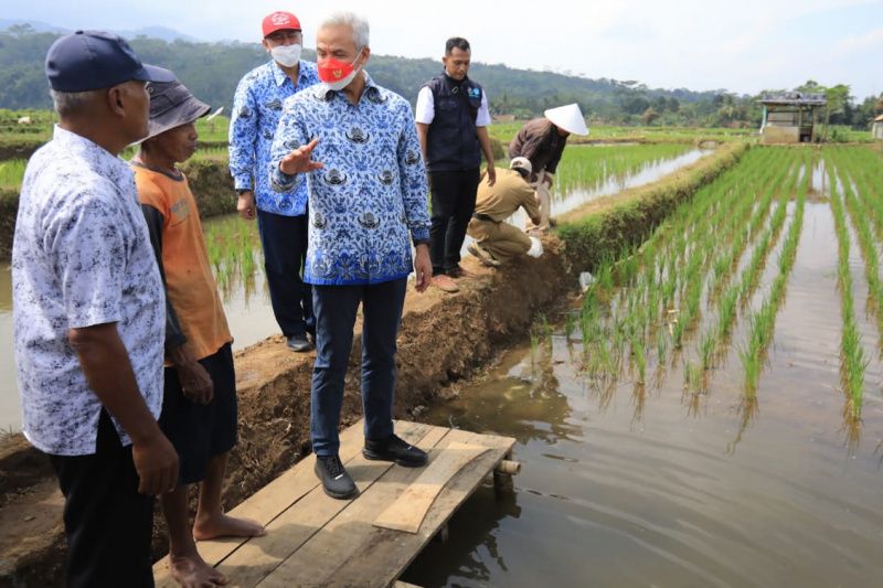 Ganjar minta mina padi direplikasi tingkatkan penghasilan petani Ganjar minta mina padi direplikasi tingkatkan penghasilan petani