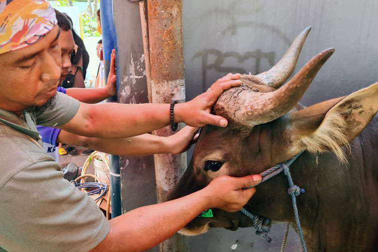 Petugas temukan cacing hati pada tiga sapi kurban di Pasar Rebo Petugas temukan cacing hati pada tiga sapi kurban di Pasar Rebo