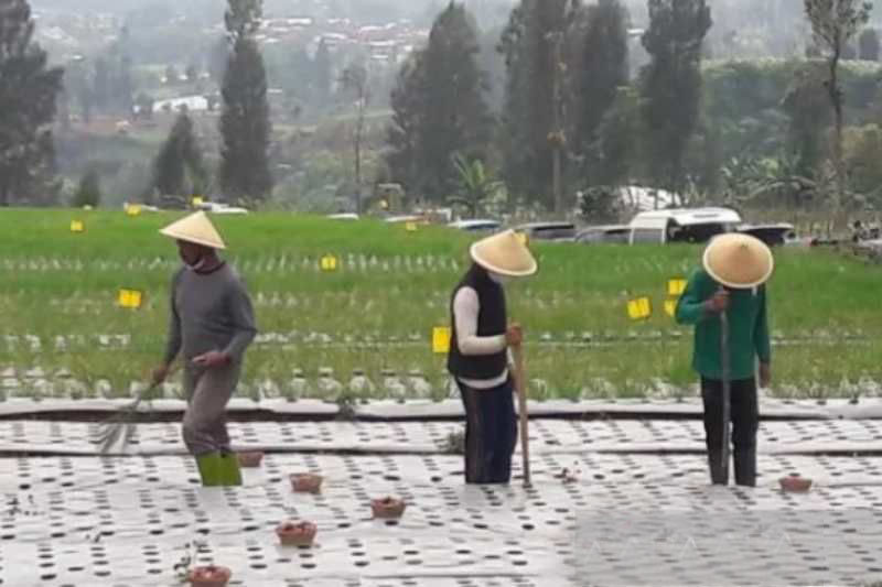Program food estate di Temanggung libatkan petani berpengalaman Program food estate di Temanggung libatkan petani berpengalaman