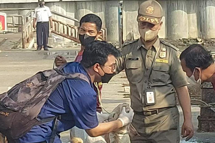 Puluhan hewan kurban Kepulauan Seribu bebas PMK