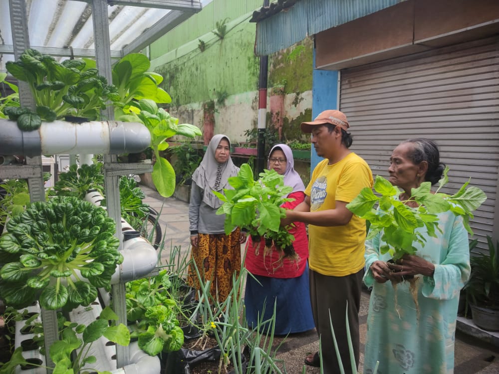 Urban farming warga Sukoharjo, Malang membuahkan hasil Urban farming warga Sukoharjo, Malang membuahkan hasil