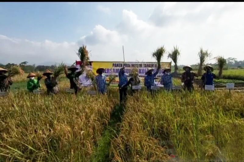 Pemkab Kulon Progo bangun lumbung pangan bagi masyarakat